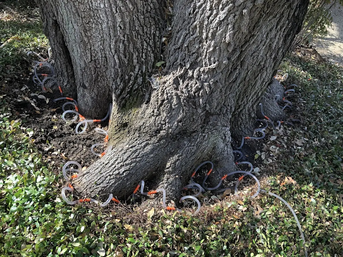 Detailed Tree Cabling and Bracing job site in Lucas