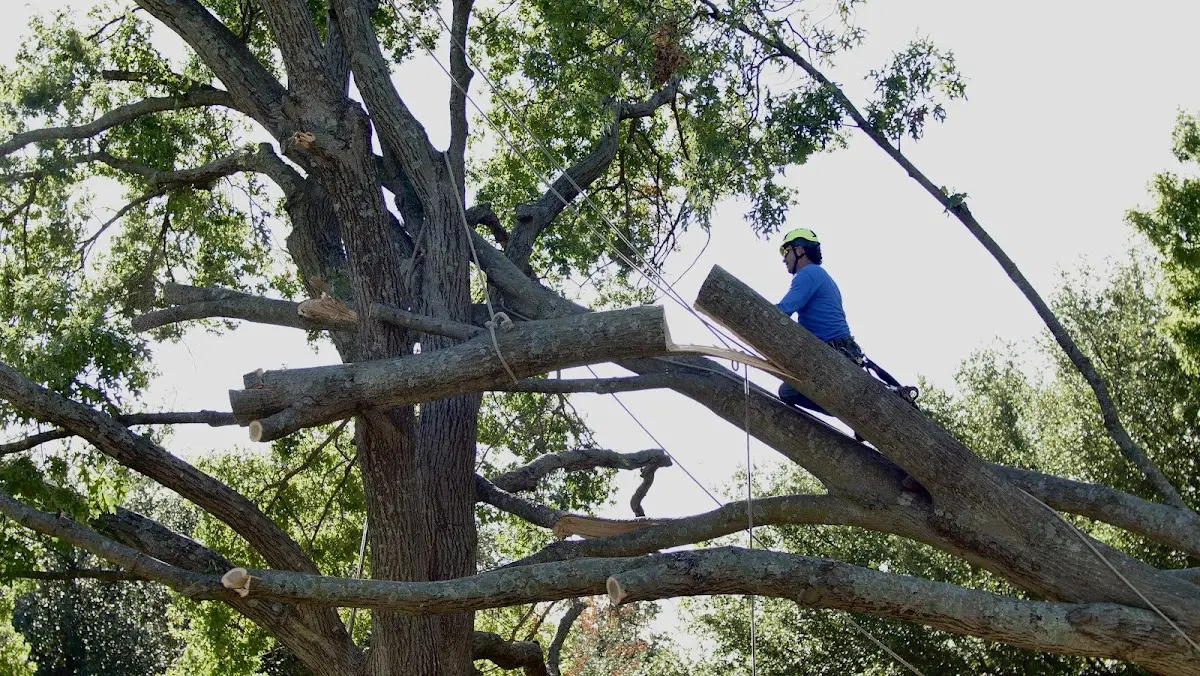 Professional Crown Thinning performed by certified arborists in Lucas